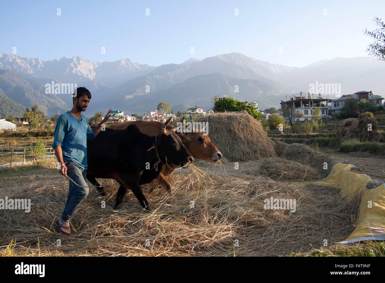 India. 22nd Oct, 2015. Ranjit Singh, 25 years working with the paddy crop by using ox instead of new technology to harvest rice in Dharamshala. He said that 'there is small landholding and by using traditional method still they get the grain for whole year and straw used for cattle fodder for winter season as there is no green fodder during winter season'. © Shailesh Bhatangar/Pacific Press/Alamy Live News Stock Photo