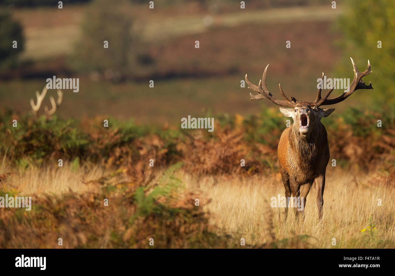 Large red deer calling in the autumn Stock Photo Alamy