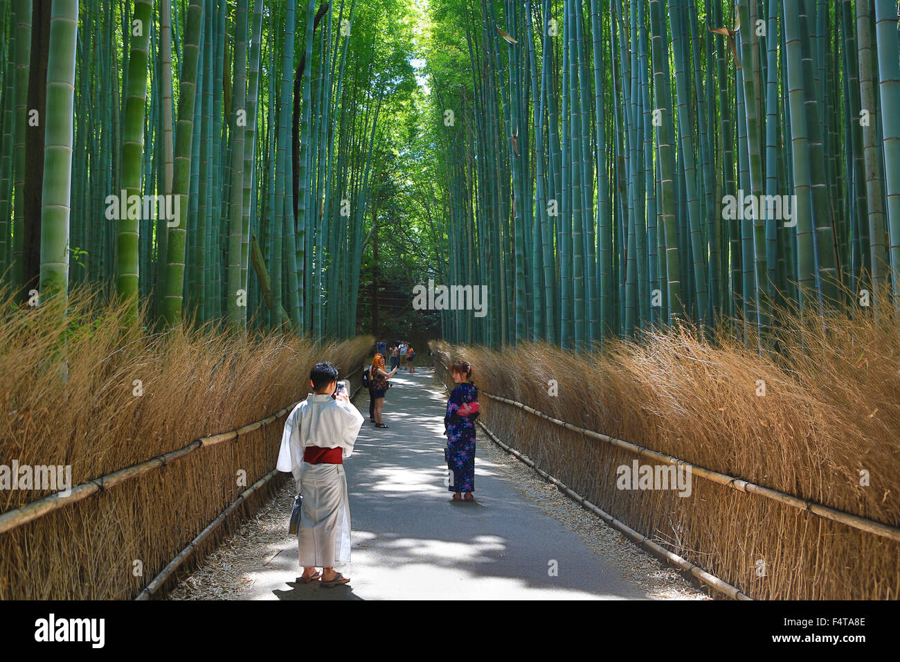 Japan, Kyoto City, Arashiyama Area, Bamboo, Wood Stock Photo