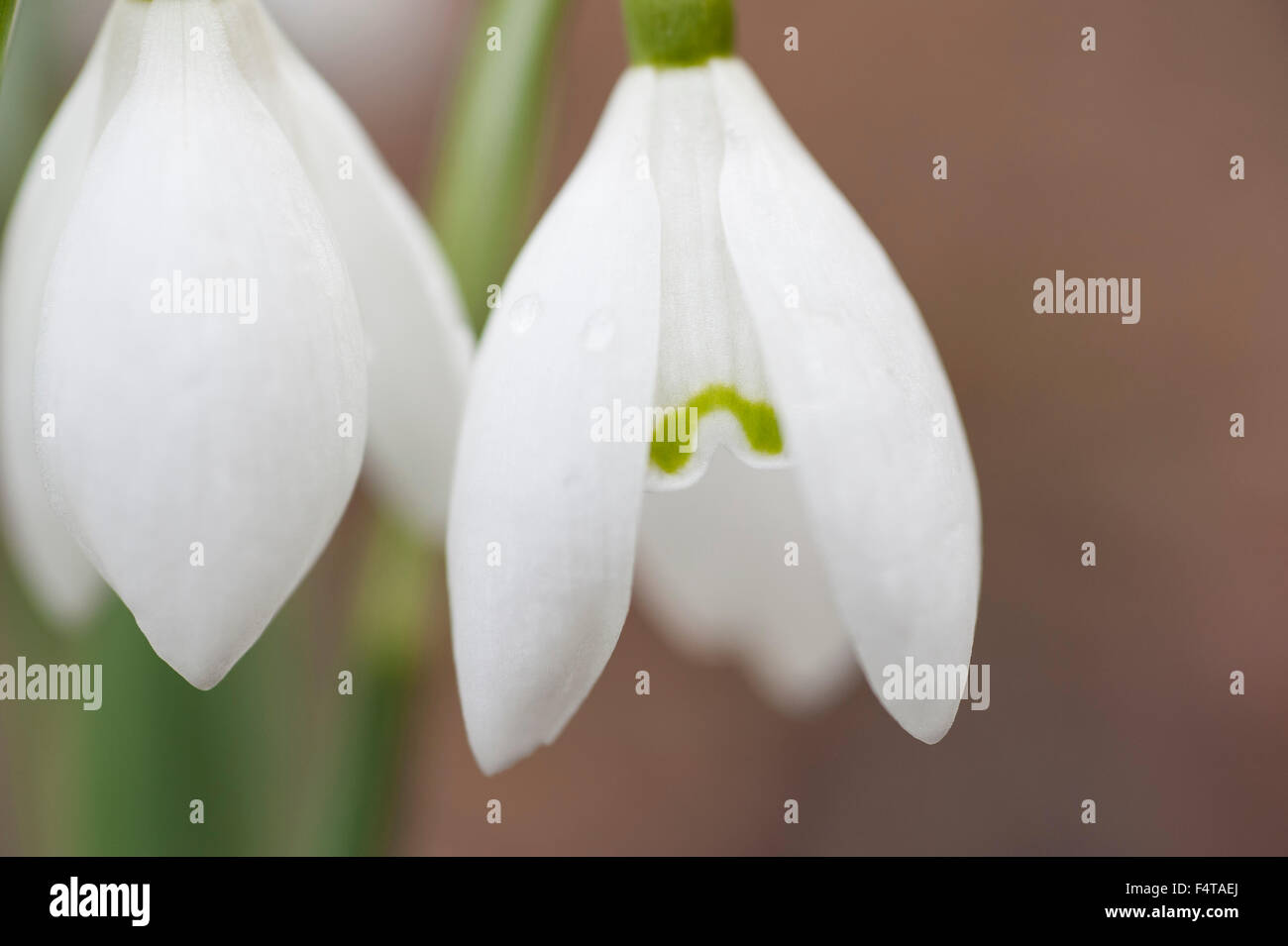 Closeup detail of a white snowdrop flower Galanthus nivalis Stock Photo