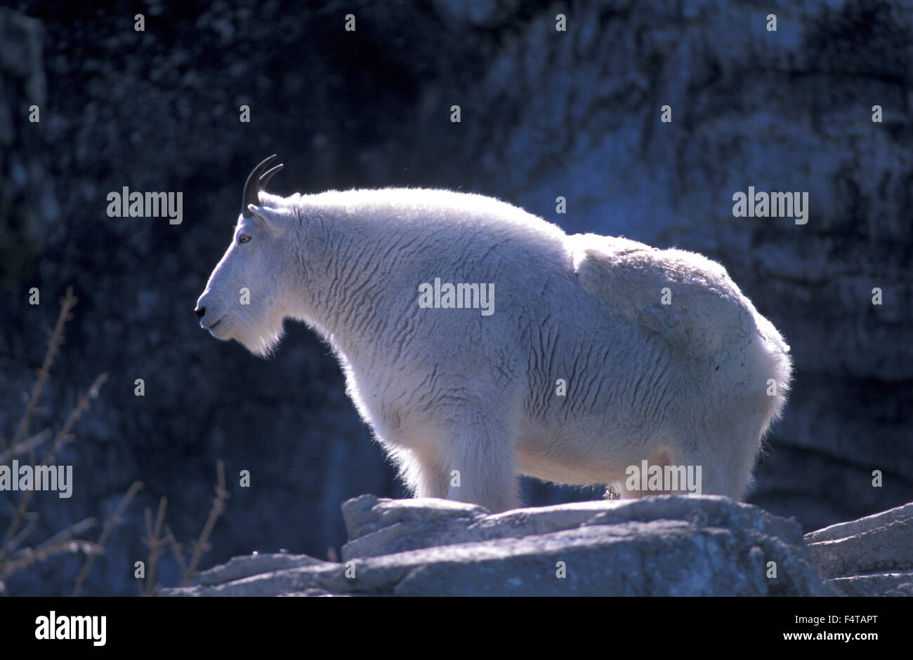 Mountain goat, Oreamnos aqmericanus, Alberta, Canada Stock Photo