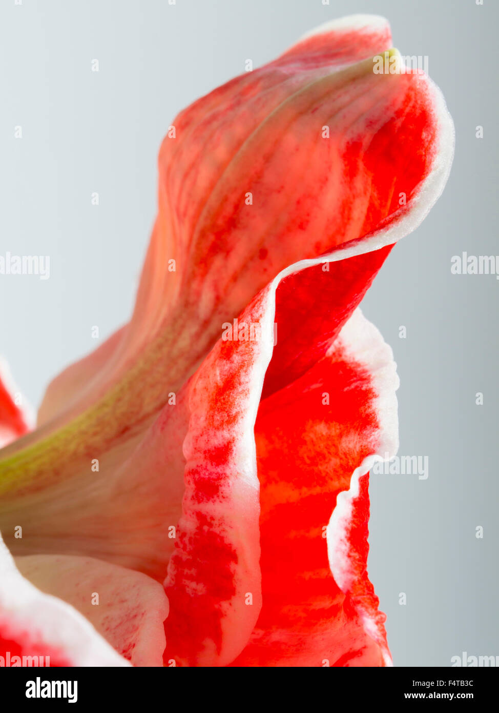 Amaryllis belladonna red and white Stock Photo - Alamy