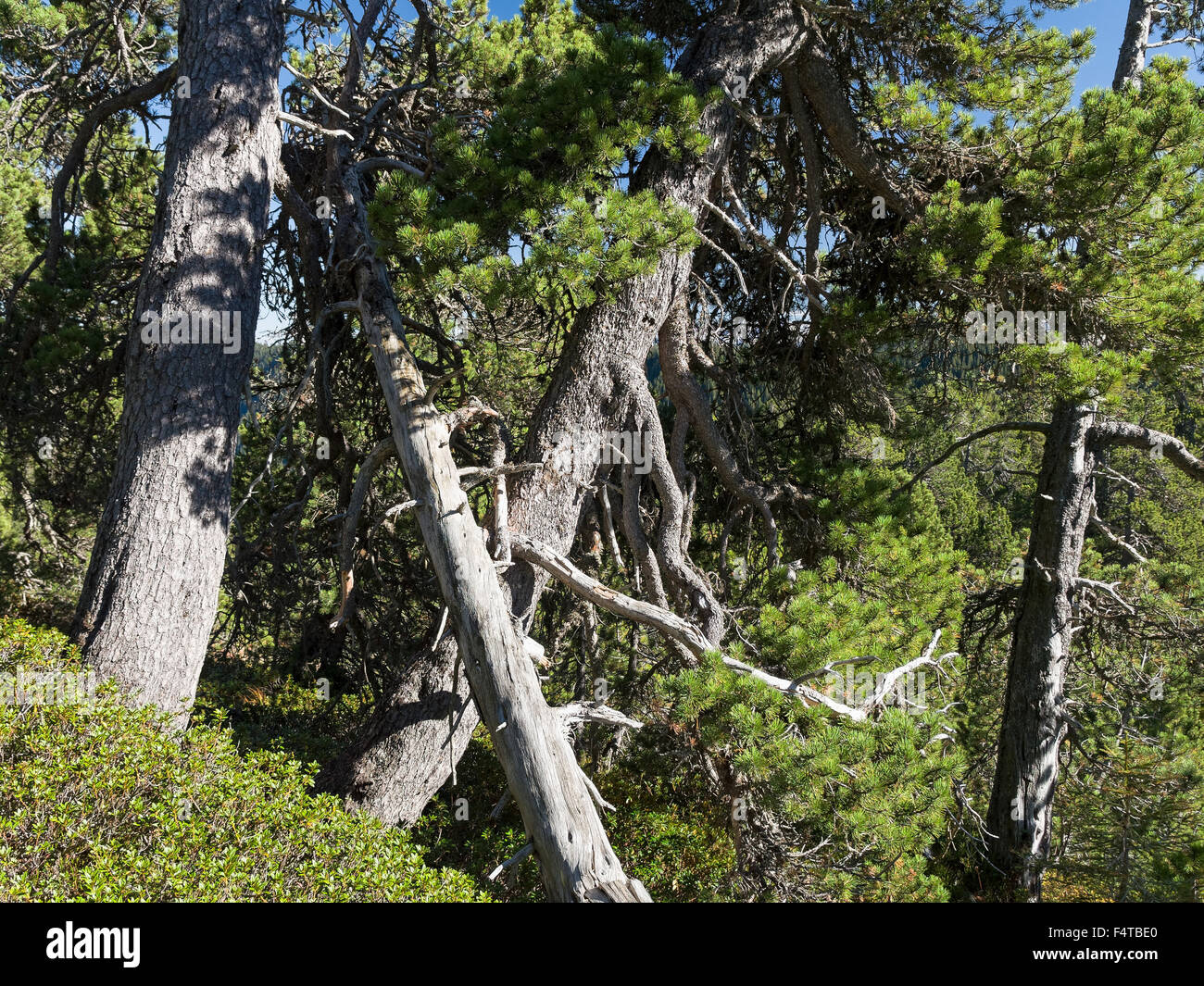Pine wood with dead wood Stock Photo
