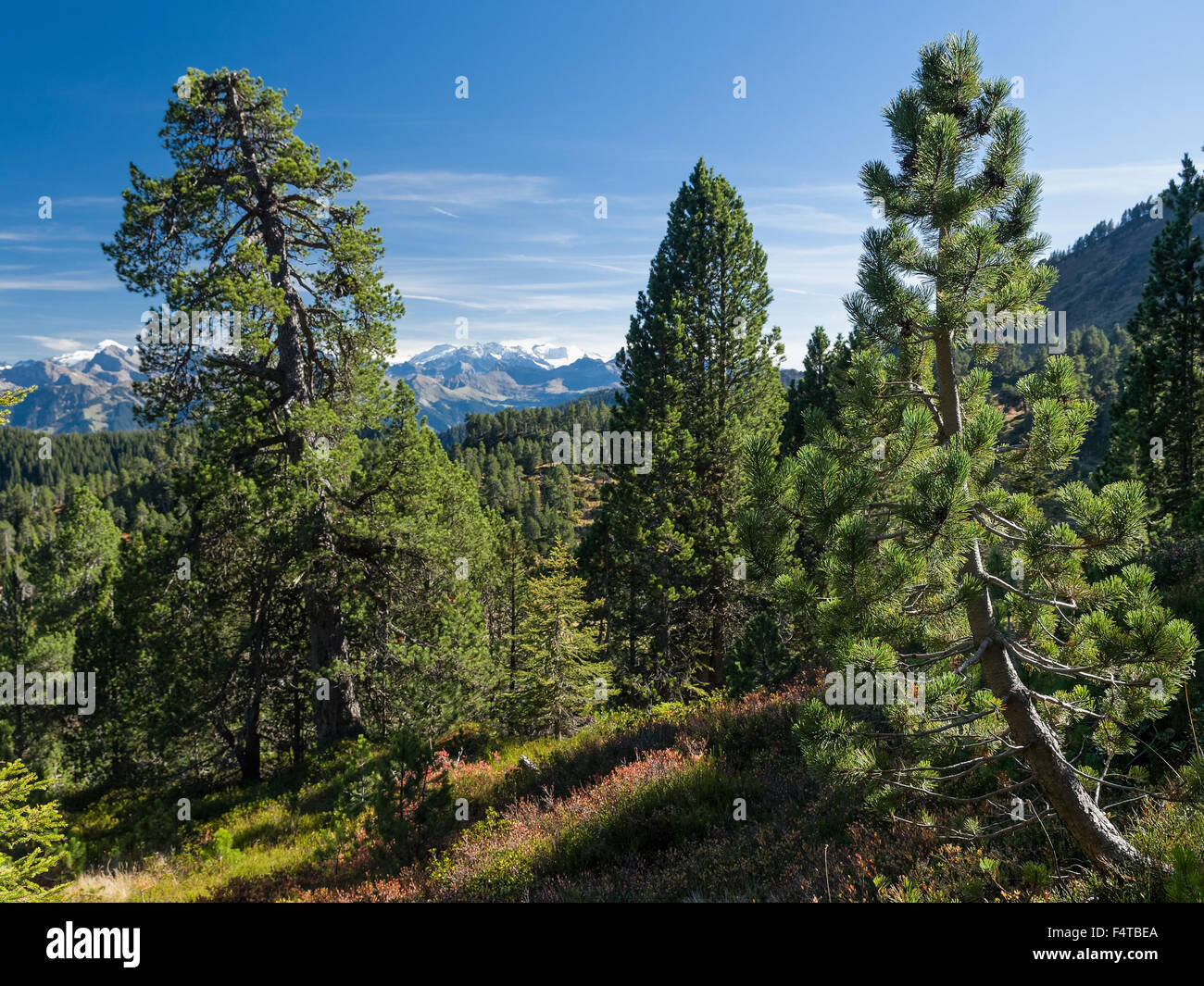 Pine wood Stock Photo