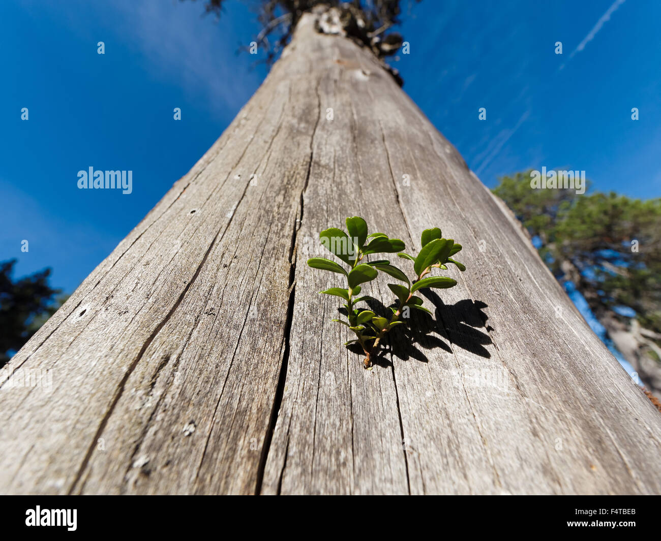 Cranberry on dead pine, Stock Photo