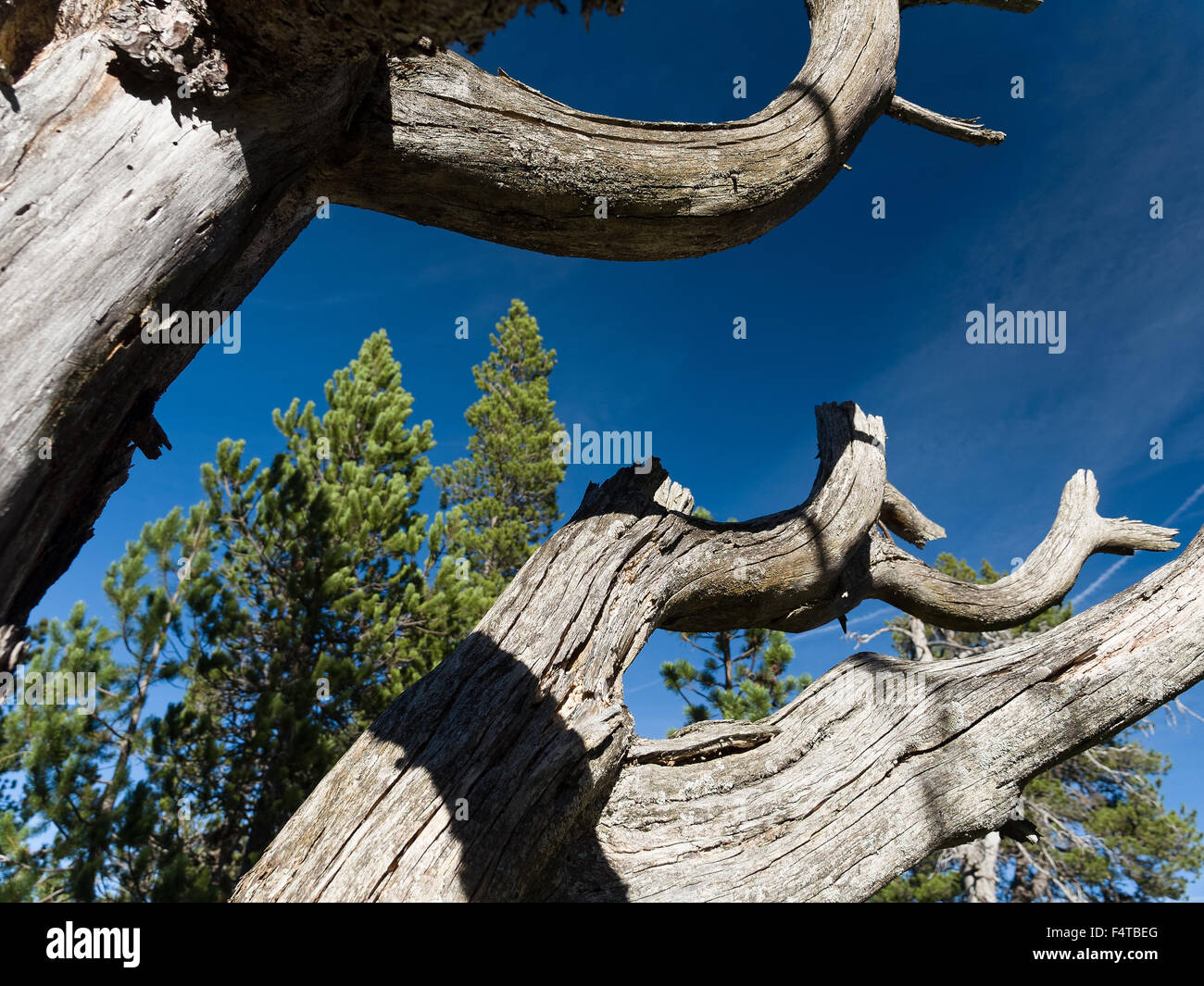 pine Stock Photo