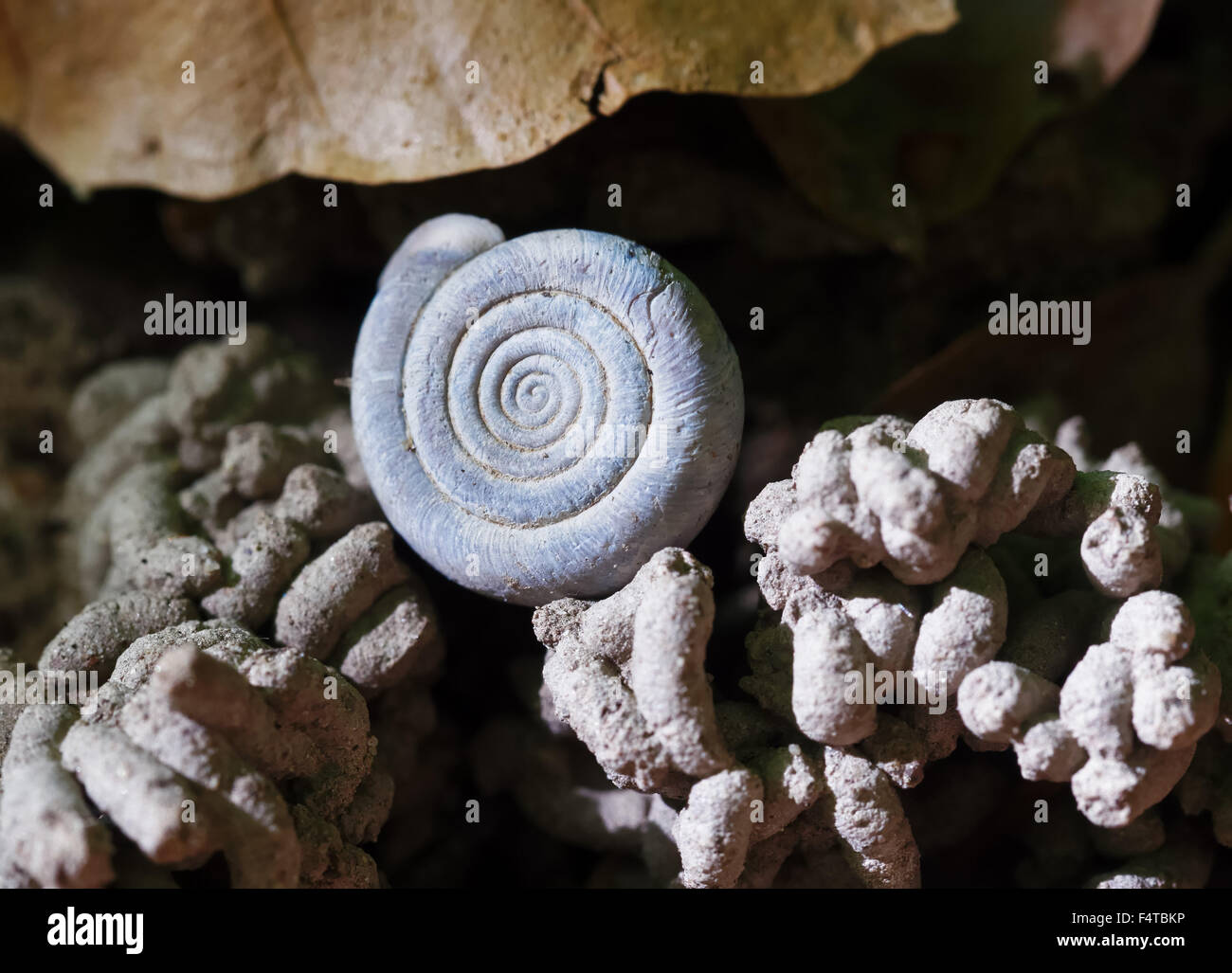 Snail on worm crumb Stock Photo