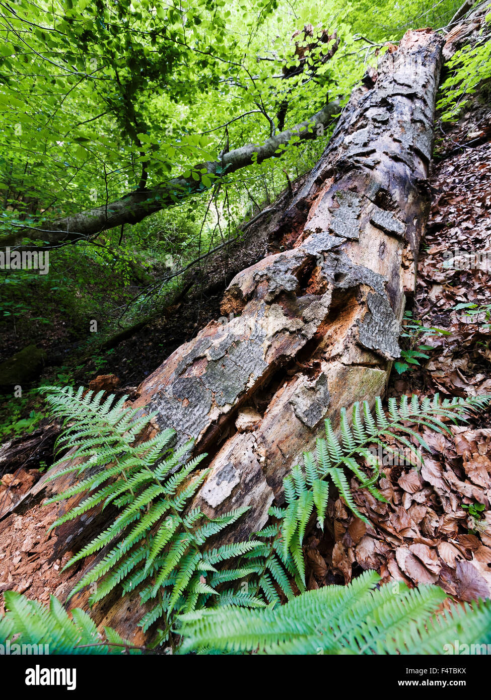 Dead wood in the reserve Aebischen Stock Photo
