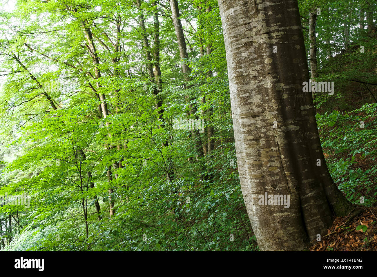 Beech forest in  the reserve Flügraberain Stock Photo