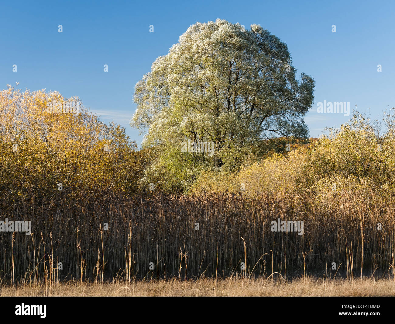 White willow hi-res stock photography and images - Alamy
