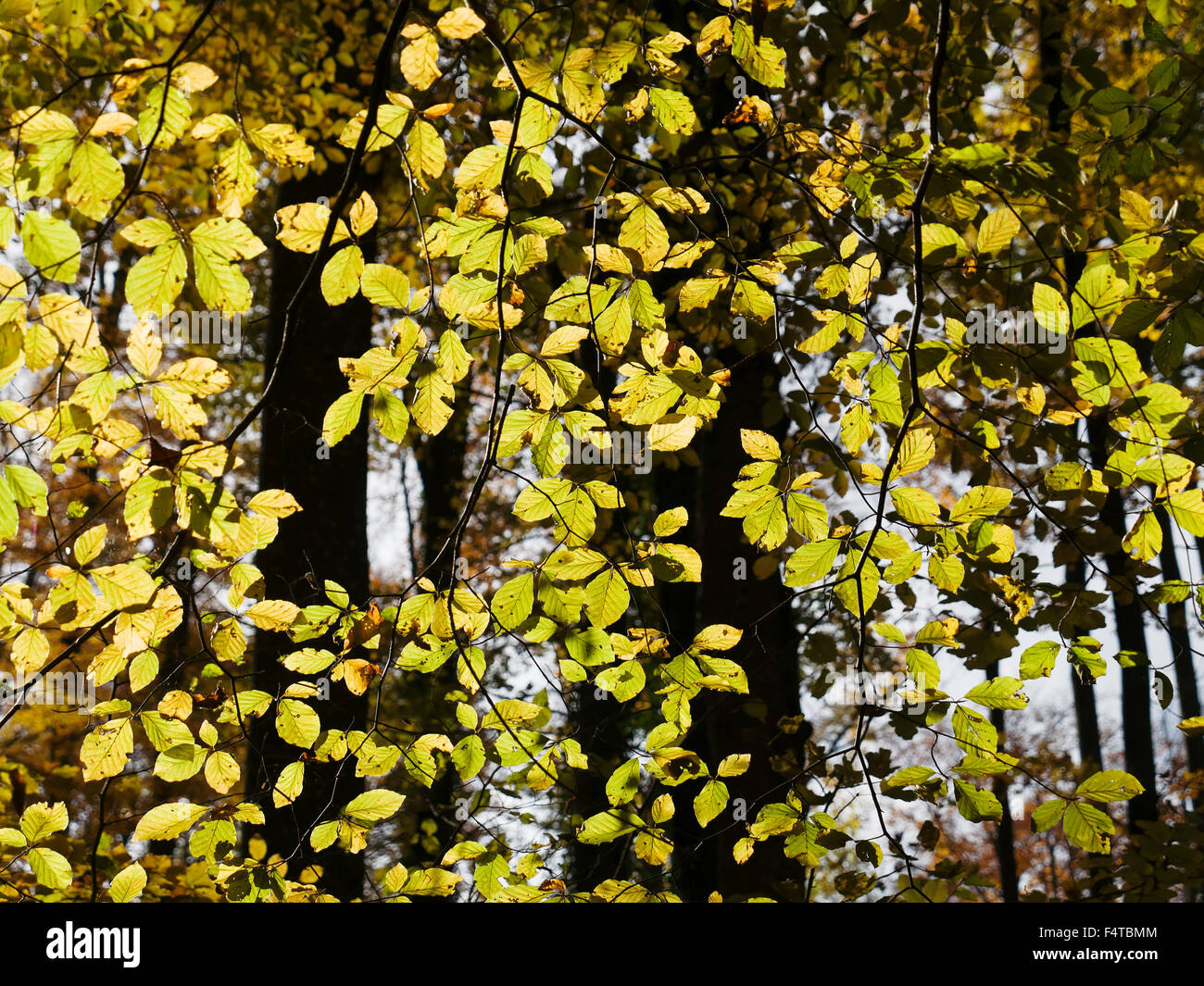 Beech forest in the Kienbachtal Stock Photo