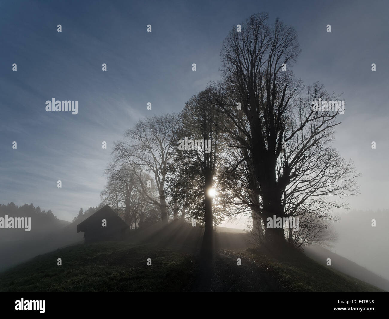 Group of trees in fog hi-res stock photography and images - Alamy