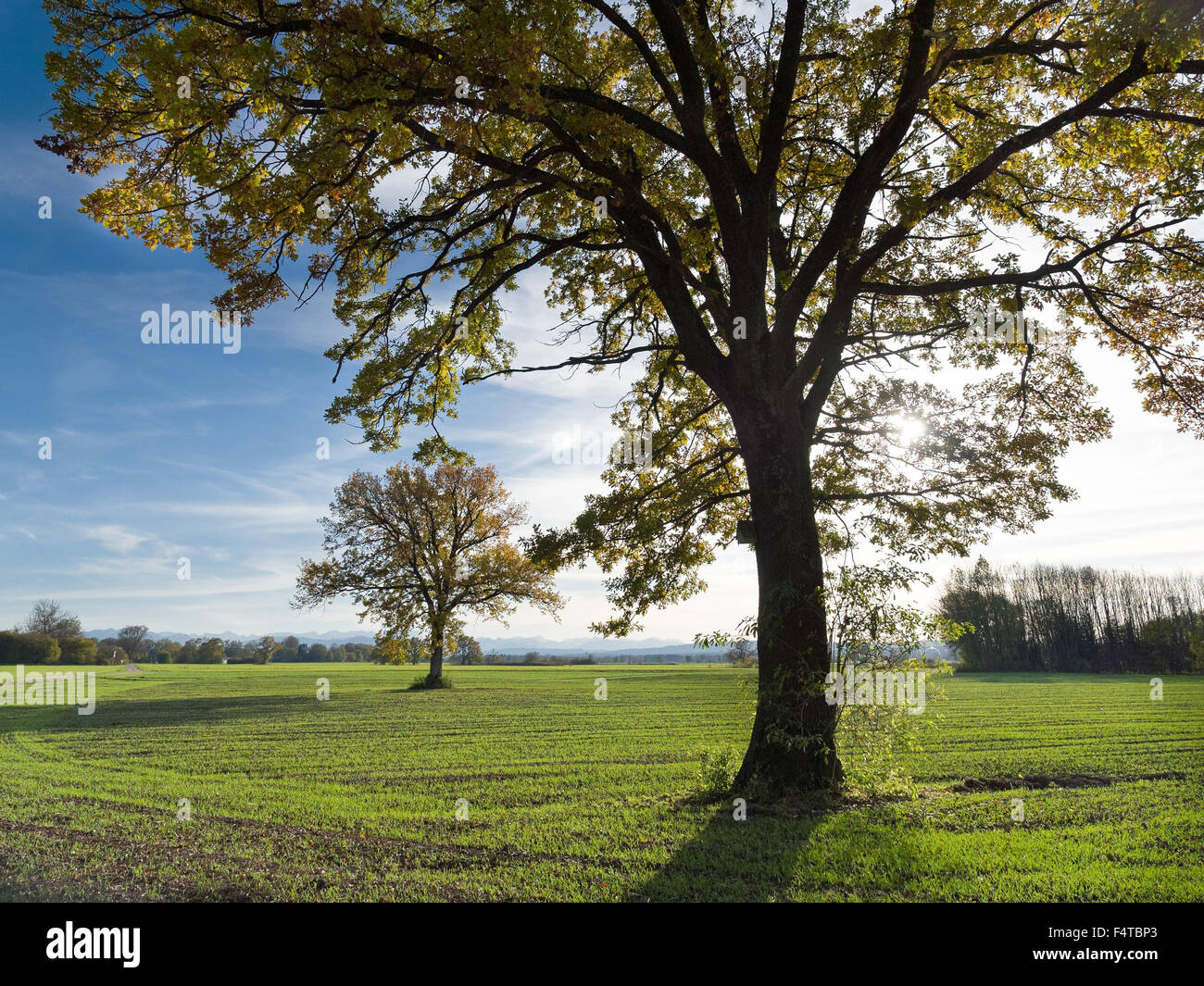 Oaks in the wheat field Stock Photo - Alamy