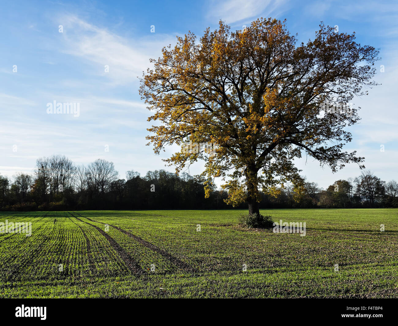 Oaks in the wheat field Stock Photo - Alamy