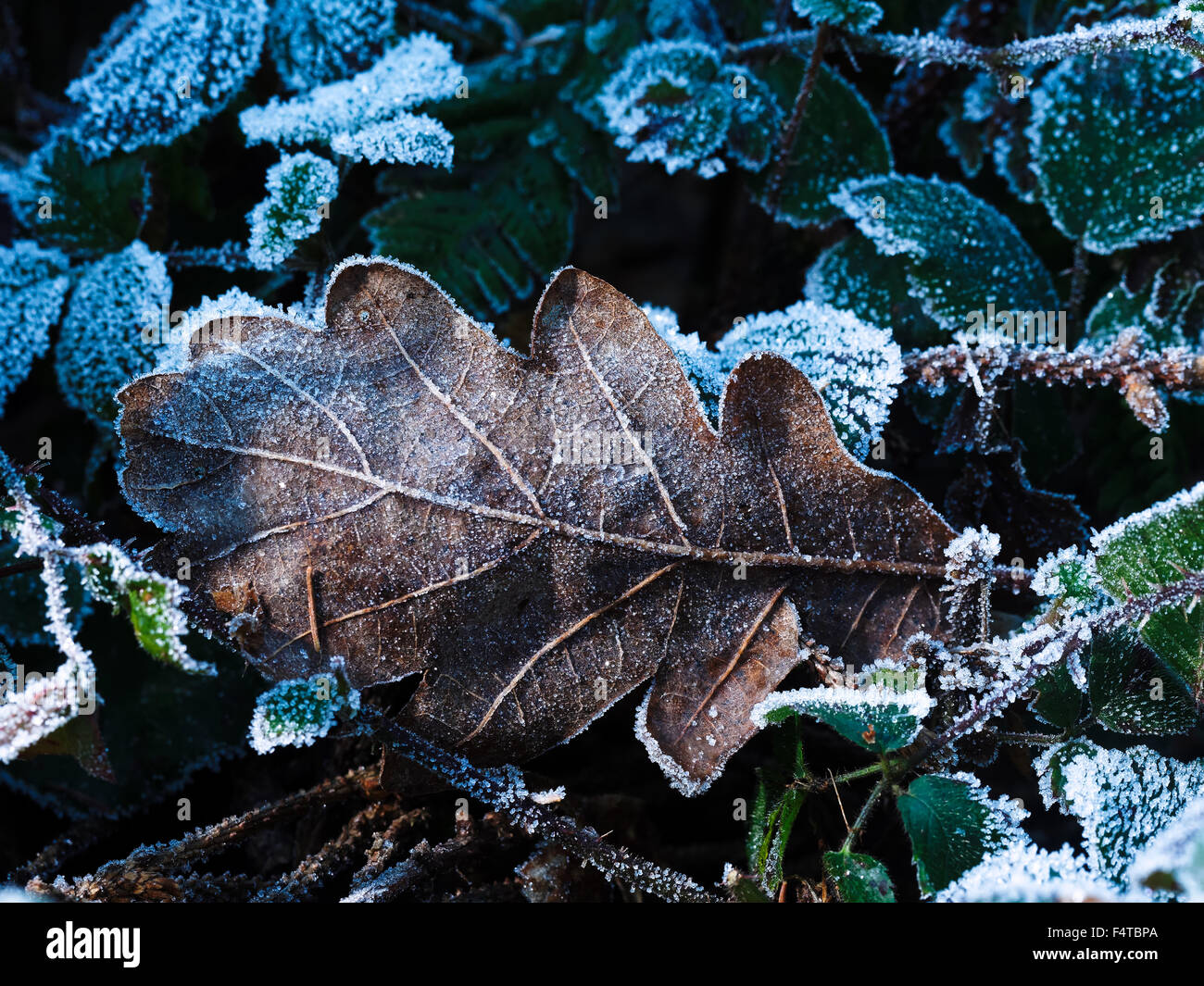 Winter frost hoarfrost oak leaf hi-res stock photography and images - Alamy