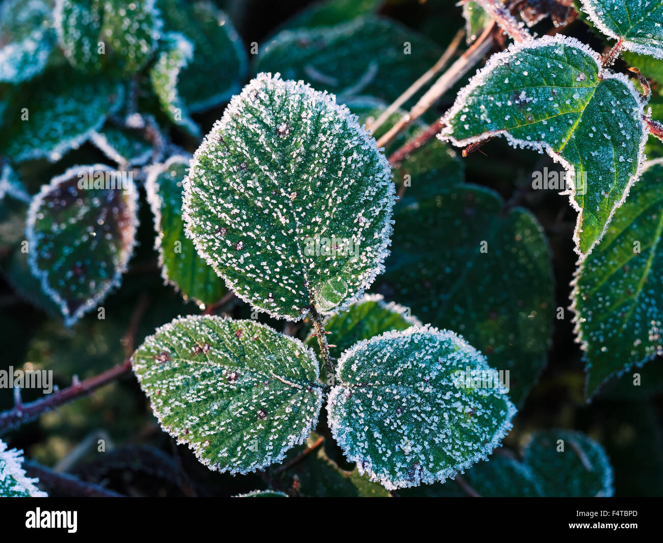 Blackberry leaf with hoarfrost Stock Photo