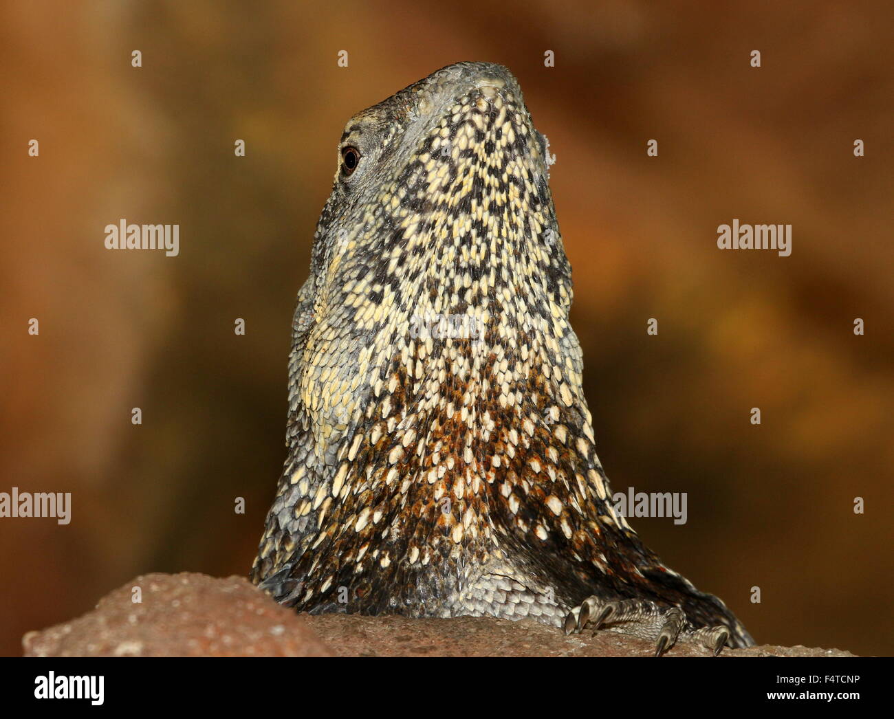 Australian Frilled-neck Lizard or Frilled Dragon (Chlamydosaurus kingii) Stock Photo