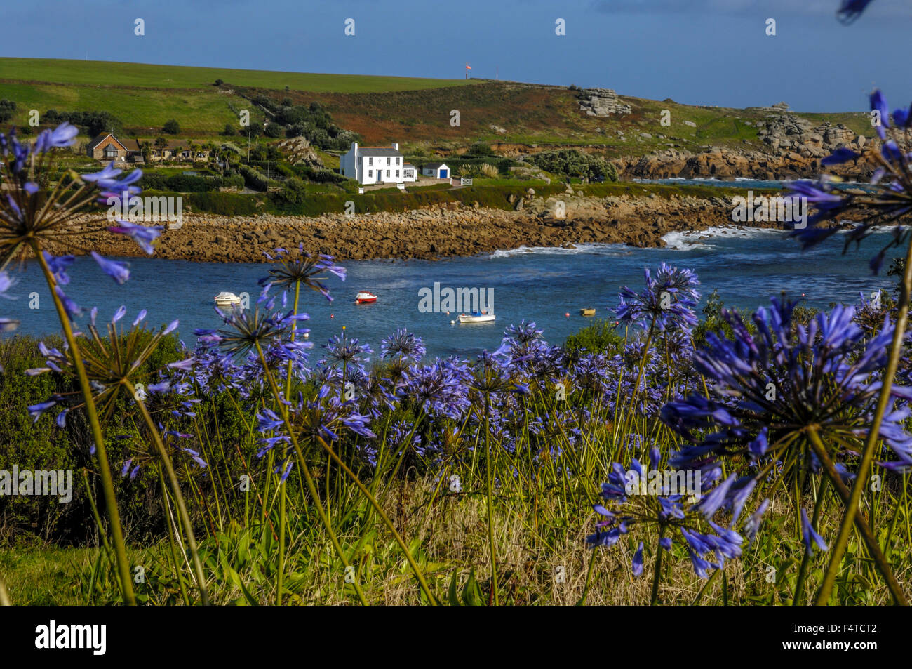 Agapanthus or Lily of the Nile plants growing along the coastline of old town bay. St Mary's. Isles of Scilly. Cornwall. England Stock Photo