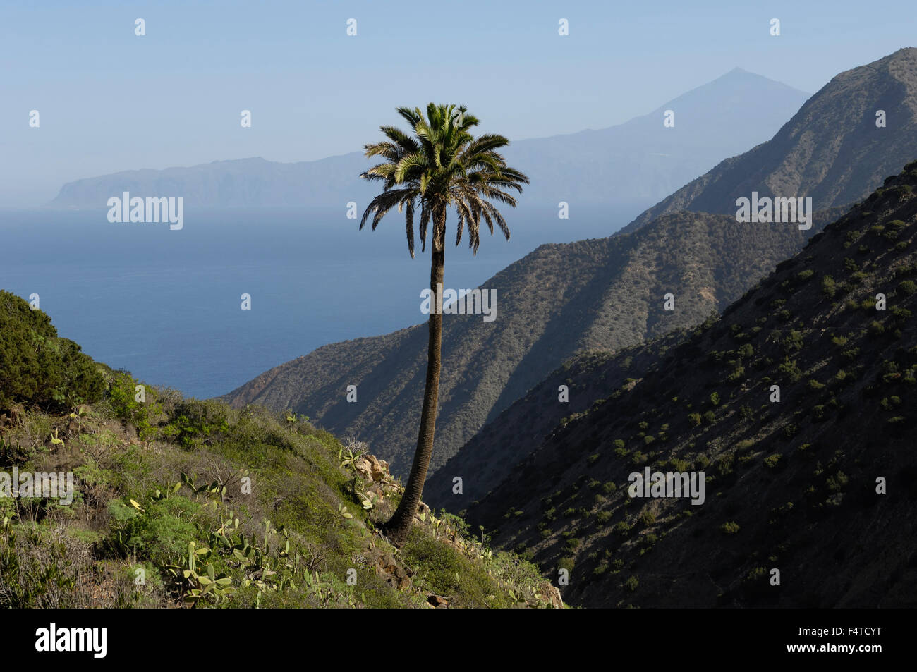 A solitary palm tree with Mount Teide and Tenerife viewed from the Vallehermoso trail, Integral Nature Reserve. La Gomera. Stock Photo