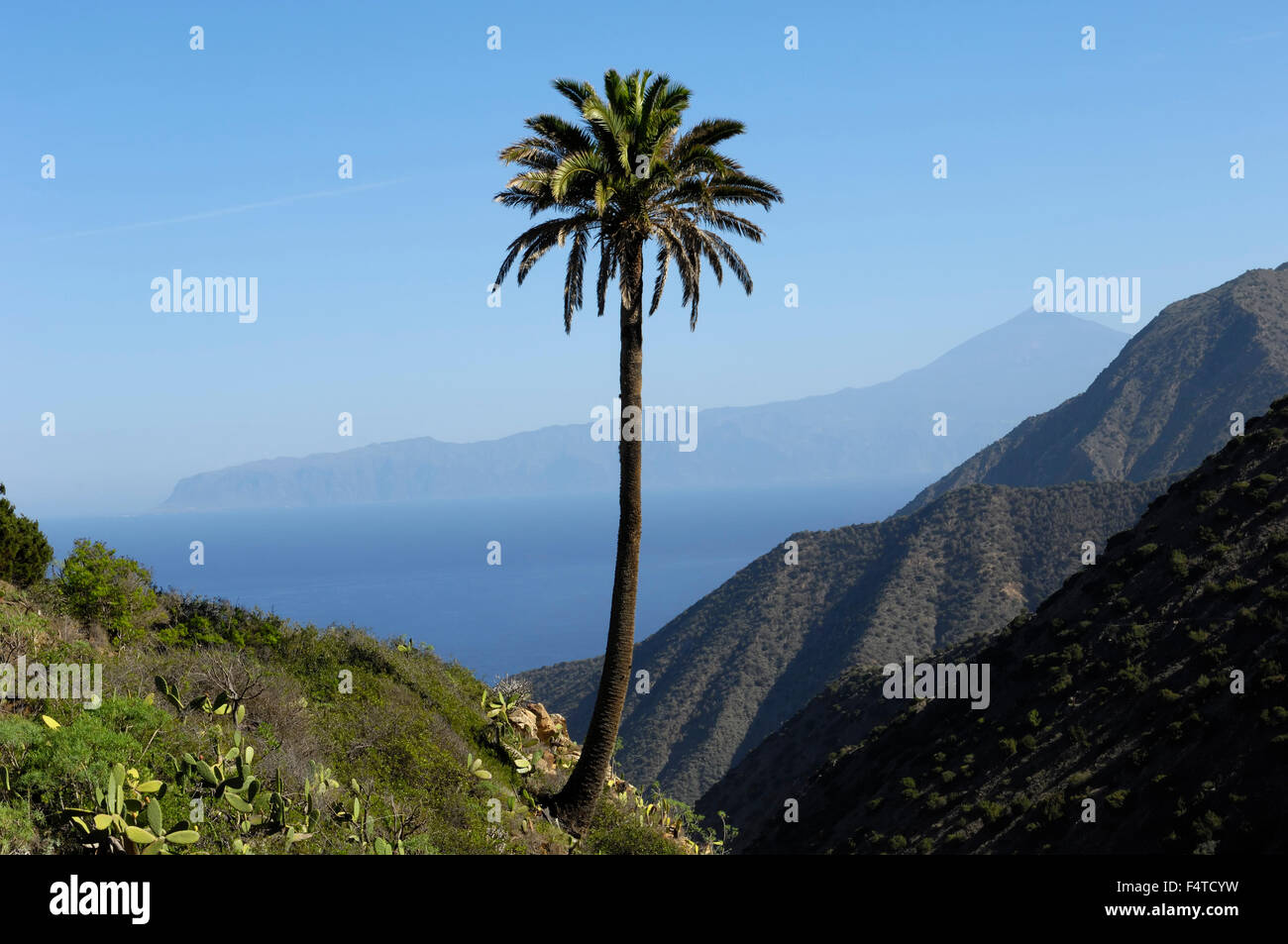 A solitary palm tree with Mount Teide and Tenerife viewed from the Vallehermoso trail, Integral Nature Reserve. La Gomera. Stock Photo