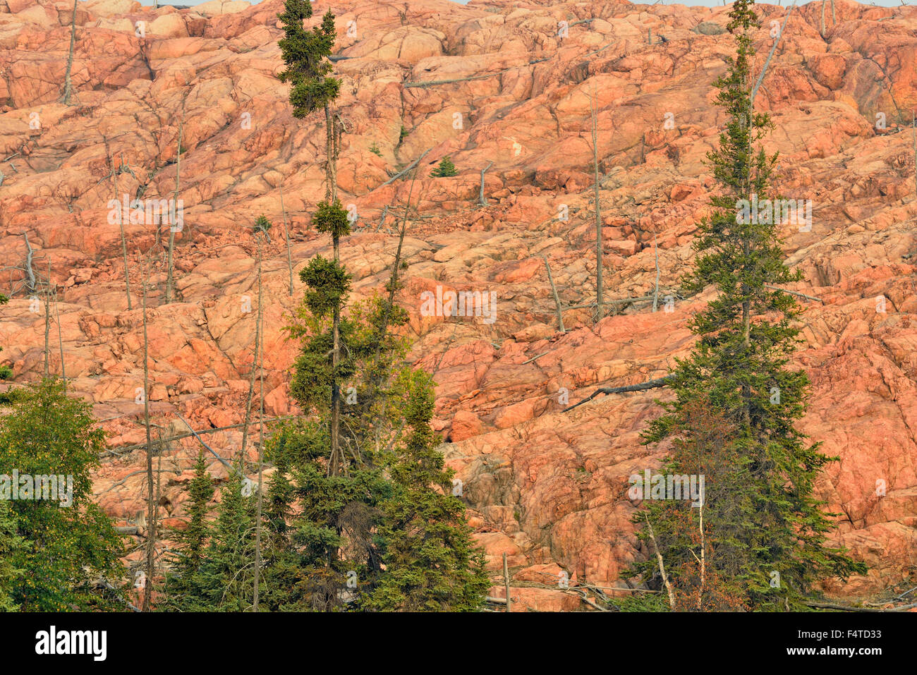 Precambrian rock formations with spruce trees, Yellowknife, Ingraham Trail, Northwest Territories, Canada Stock Photo