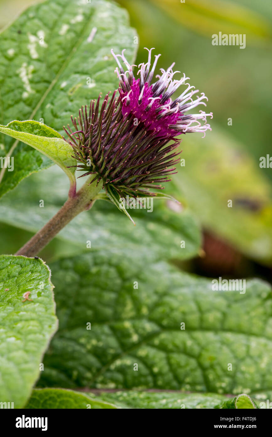 Lesser burdock / burweed / louse-bur / common burdock (Arctium minus) in flower Stock Photo