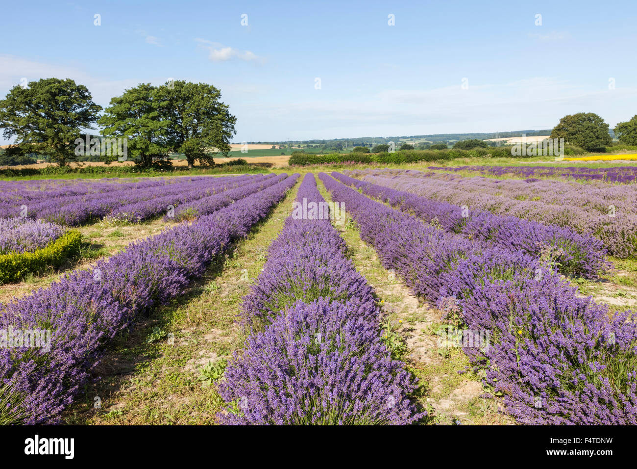 England, Hampshire, Lavender Fields Stock Photo