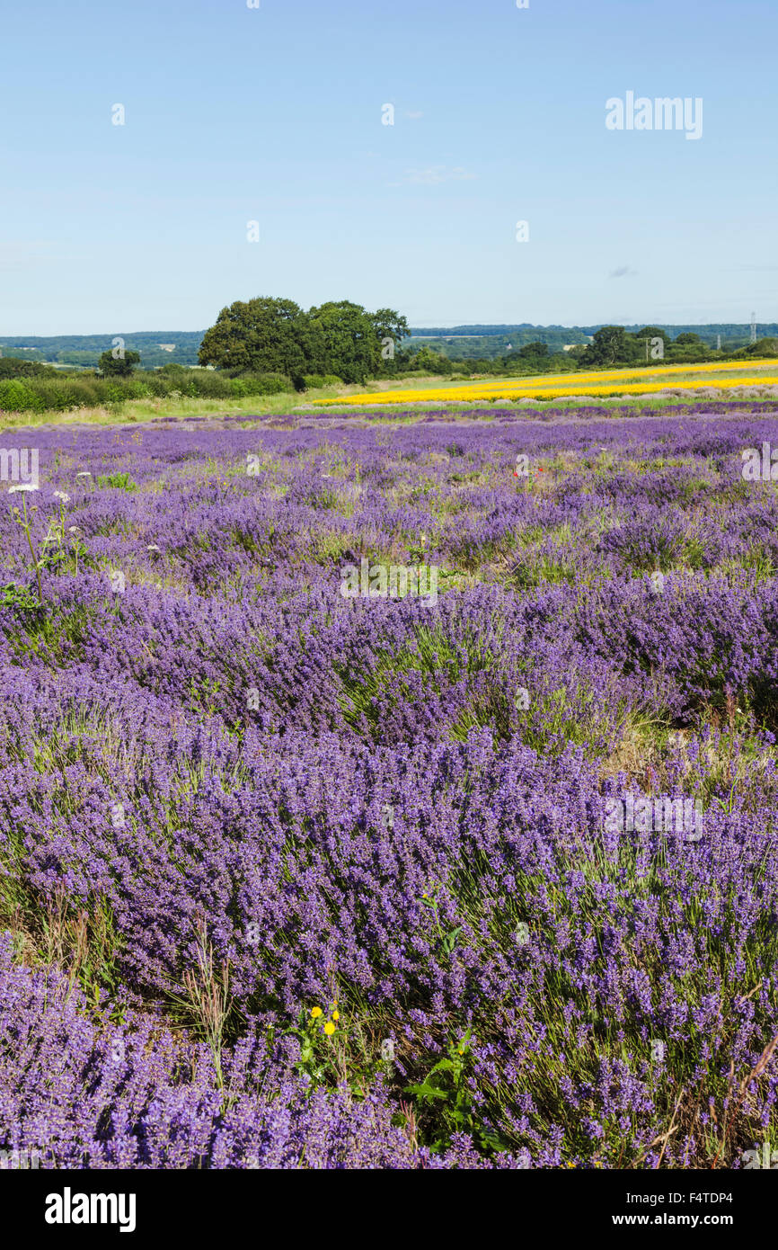 England, Hampshire, Lavender Fields Stock Photo