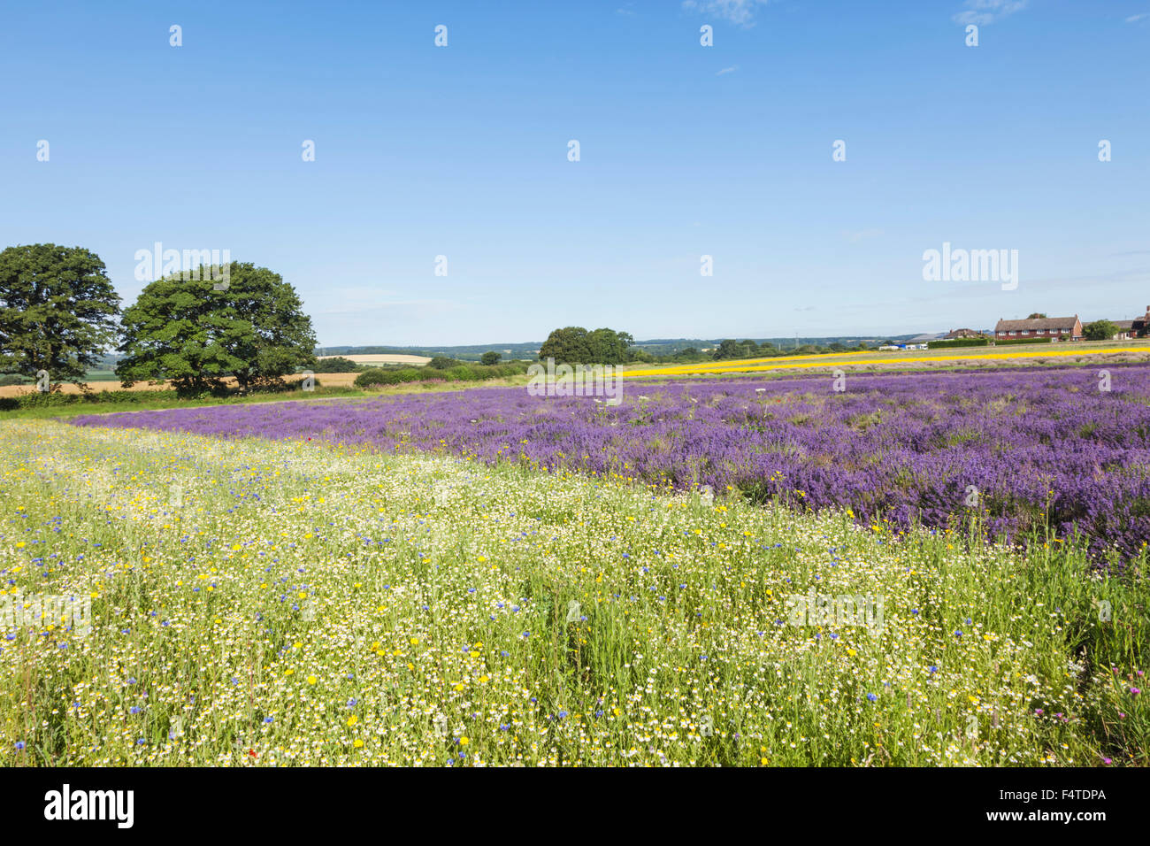 England, Hampshire, Wild Flowers and Lavender Fields Stock Photo Alamy