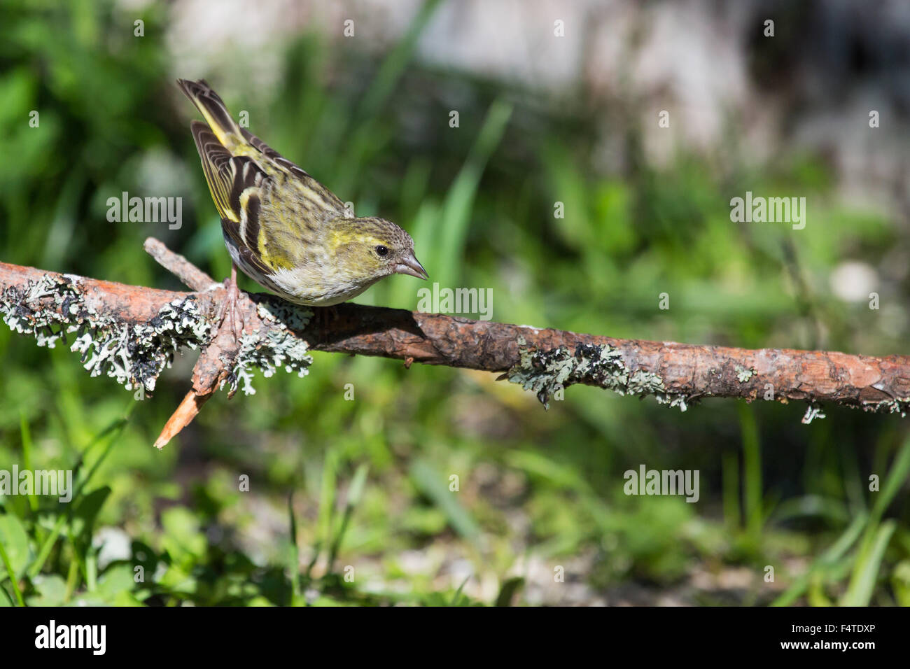 Birds of finland hi-res stock photography and images - Page 2 - Alamy