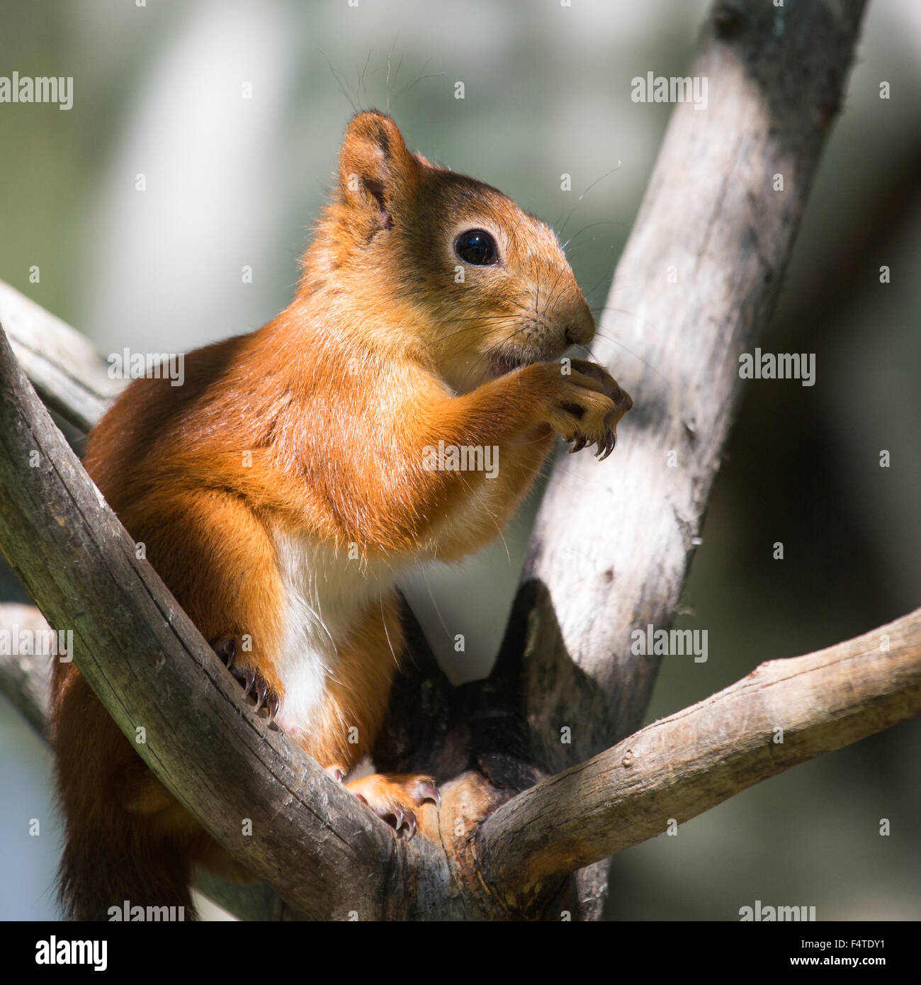 Squirrels, Europe, Finland, north, Martinselkonen, nature, Scandinavia