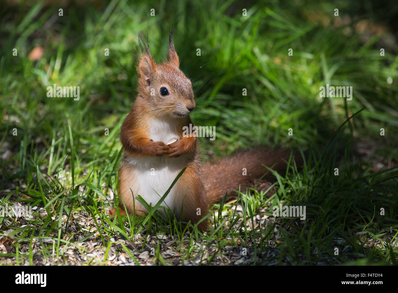 Squirrels, Europe, Finland, north, Martinselkonen, nature, Scandinavia