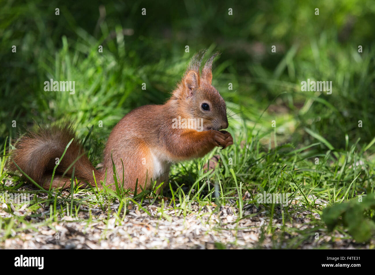 Squirrels, Europe, Finland, north, Martinselkonen, nature, Scandinavia