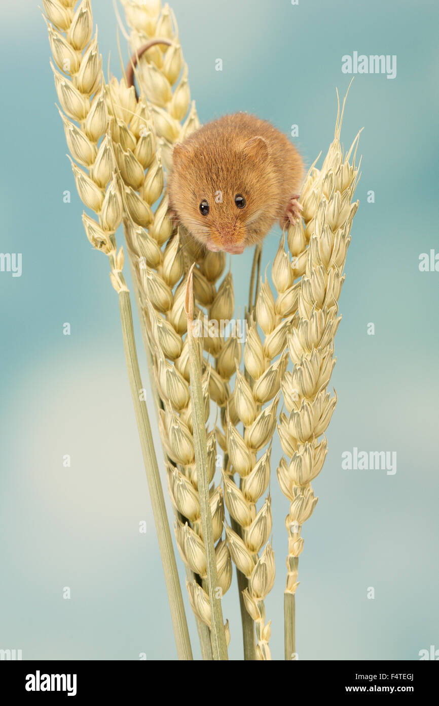 Harvest mouse climbing on wheat Stock Photo