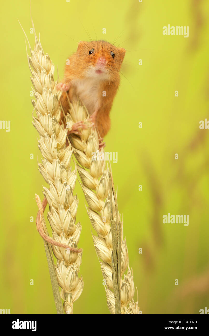 Harvest mouse climbing on wheat Stock Photo
