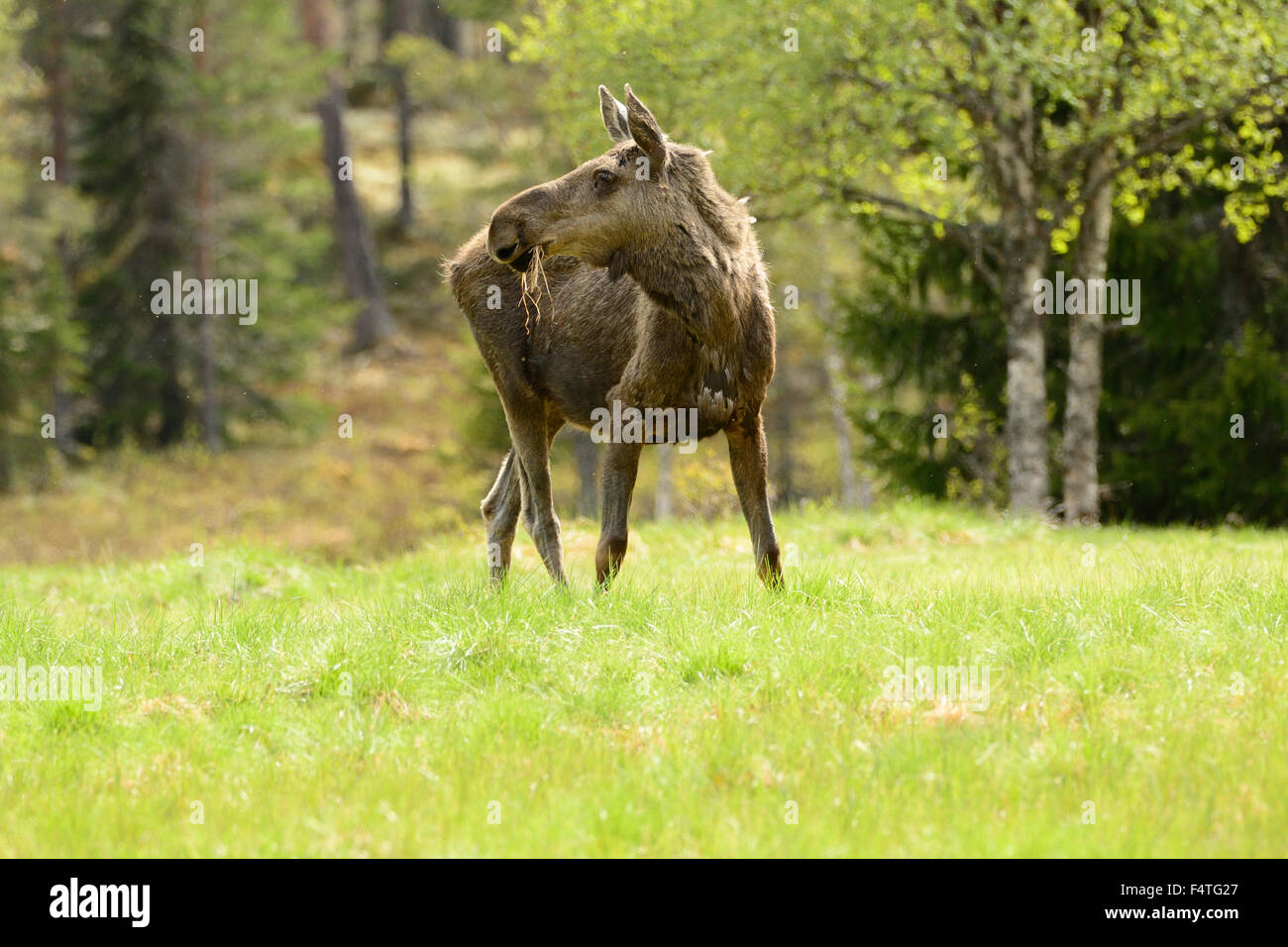 Moose, Alces alces, Cervidae, mammal, animal, Idre, Dalarna, Sweden Stock Photo
