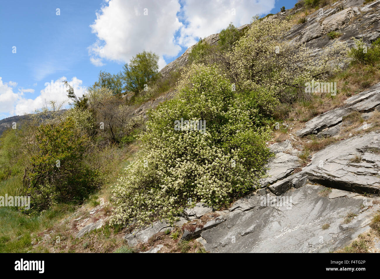 Dry slope, hedge, Haw, Hawthorn, Crataegus monogyna, Rosaceae, shrub, plant, blooming, flowers. rocks, Raron, Valais, Switzerlan Stock Photo