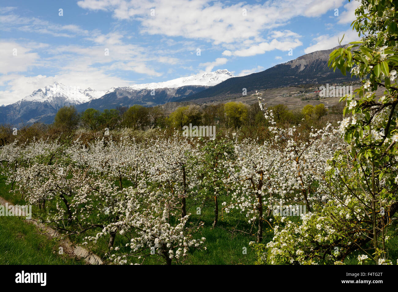 Fruit trees, blooming, blossoms, mountains, Mt. Gond, La Fava, Alps, snow, Sion, Valais, Switzerland Stock Photo