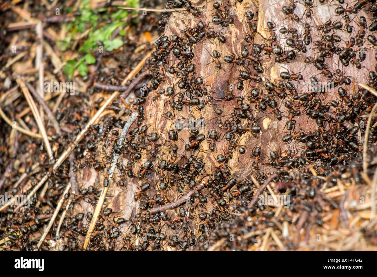 Ants colony in the rotten tree in forest Stock Photo