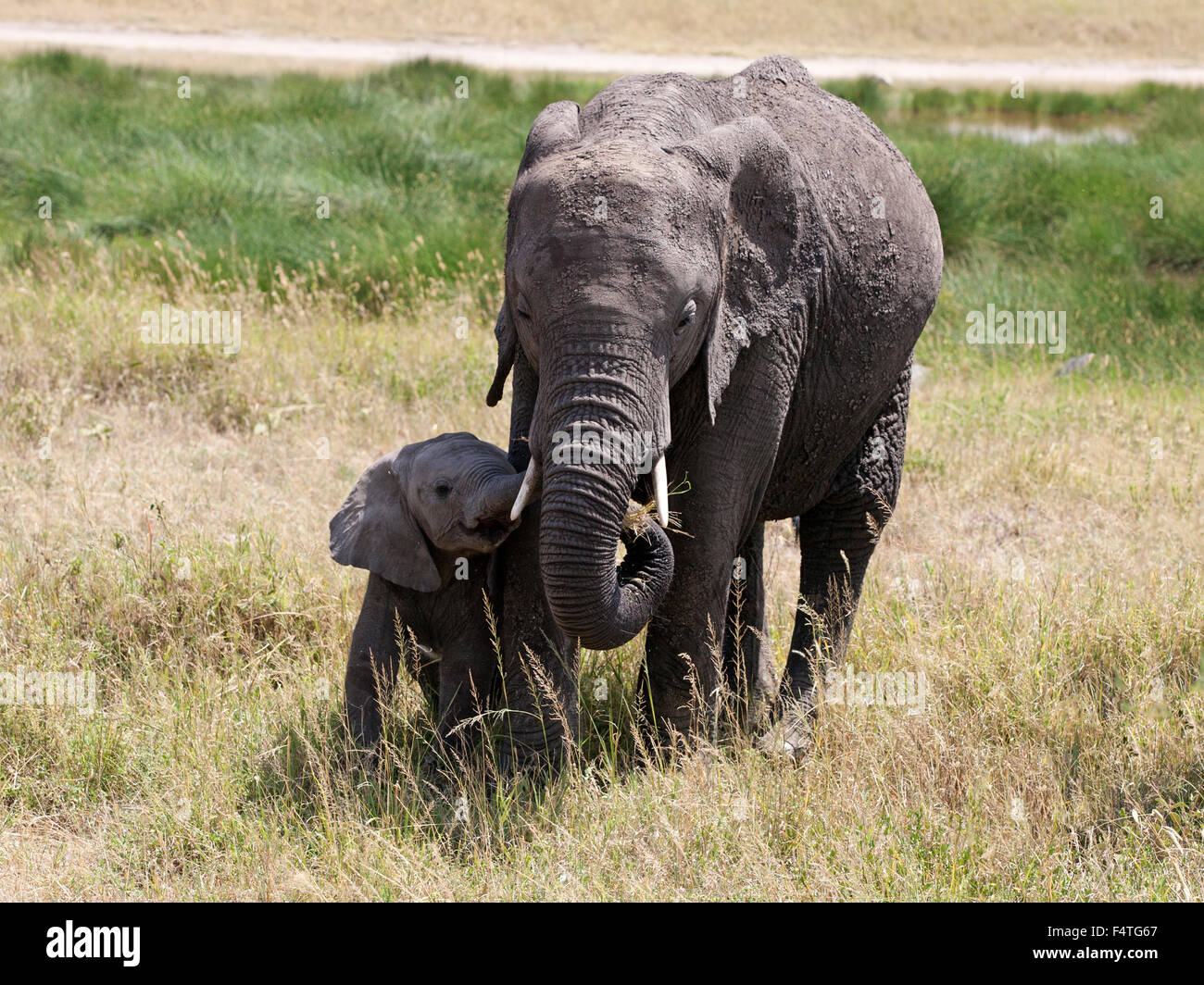 Female African Elephant feeding young calf Stock Photo Alamy