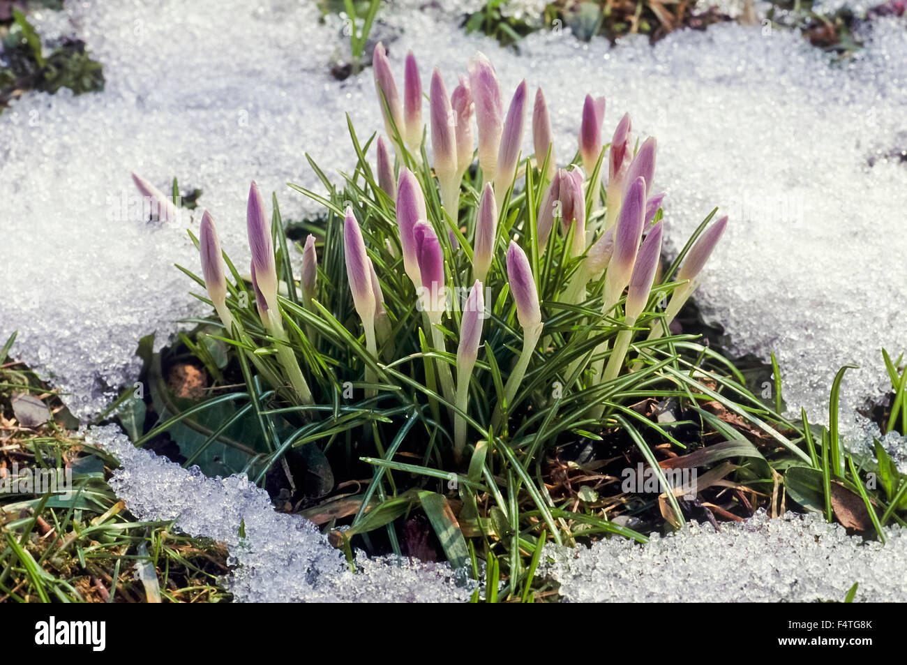Bavaria, Germany, Upper Bavaria, Berchtesgaden country, flower, flowers ...