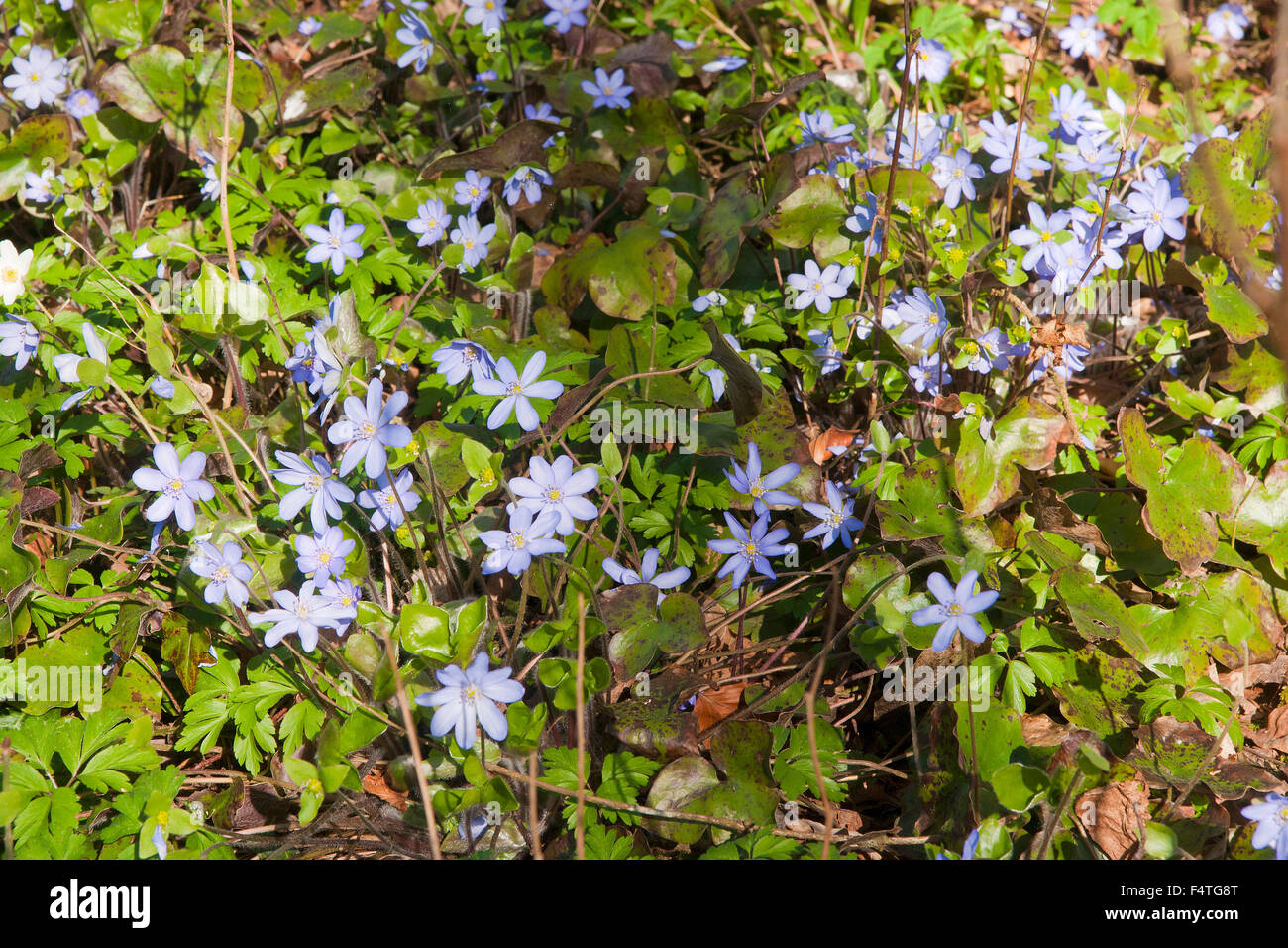 Spring flowers berchtesgaden bavaria germany hi-res stock photography ...