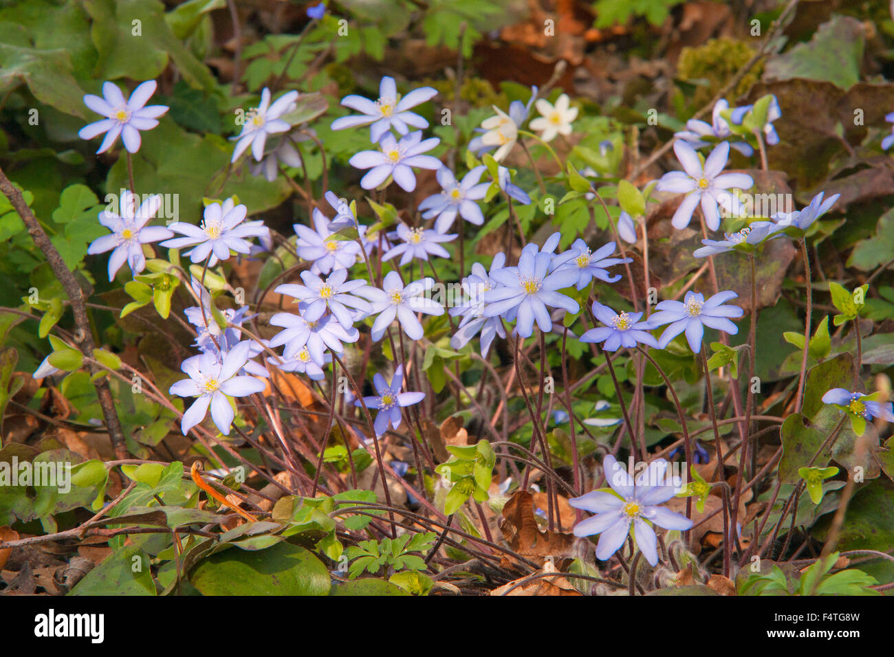Bavaria, Germany, Upper Bavaria, Berchtesgaden country, humid biotope ...