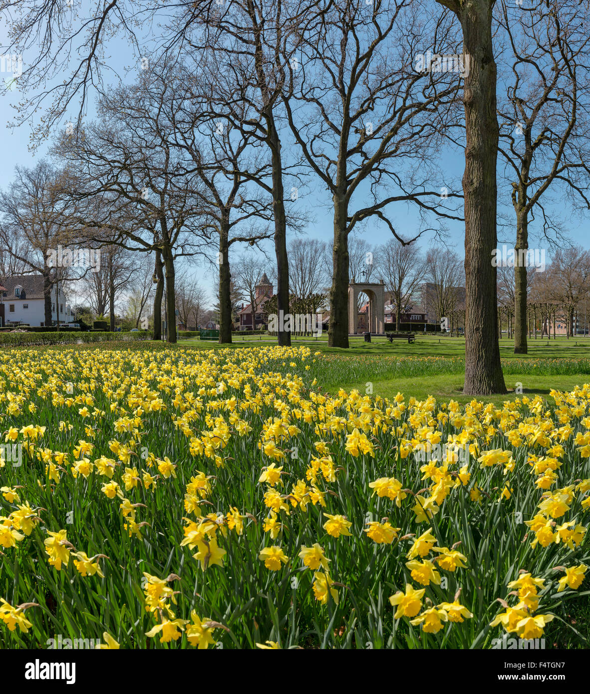 Daffodils in a park Stock Photo Alamy