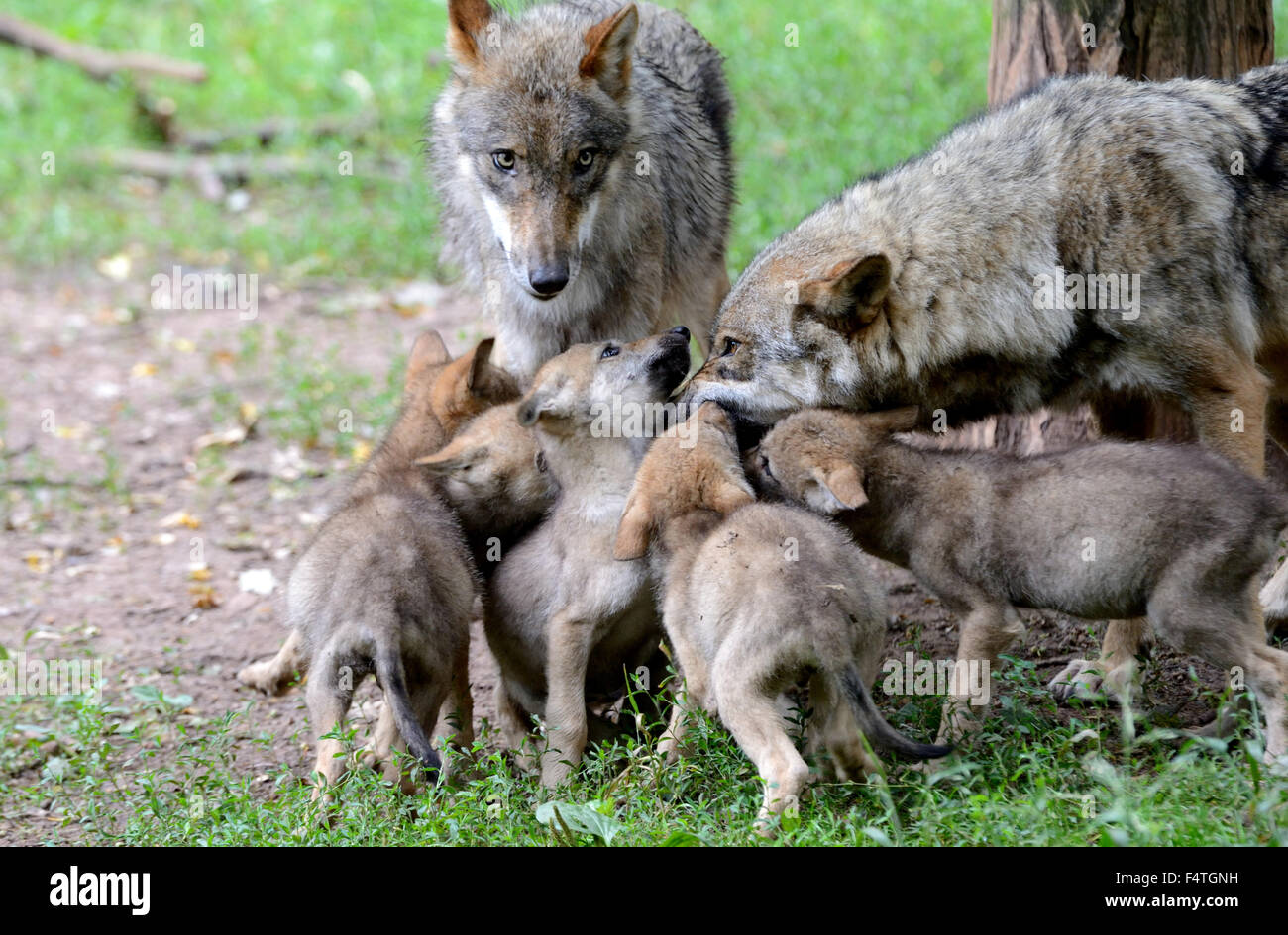 Germany wolves puppies hi-res stock photography and images - Alamy