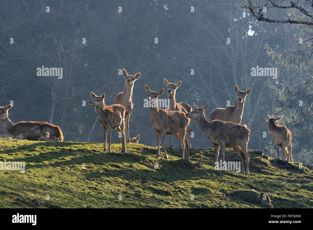 Deer, Stags, Stock Photo