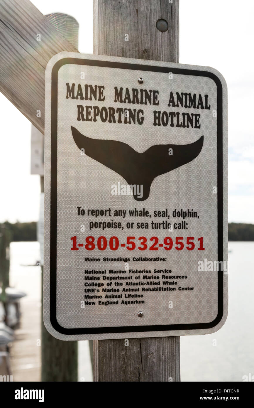 Maine Marine Animal reporting hotline sign, Freeport, Maine USA Stock Photo