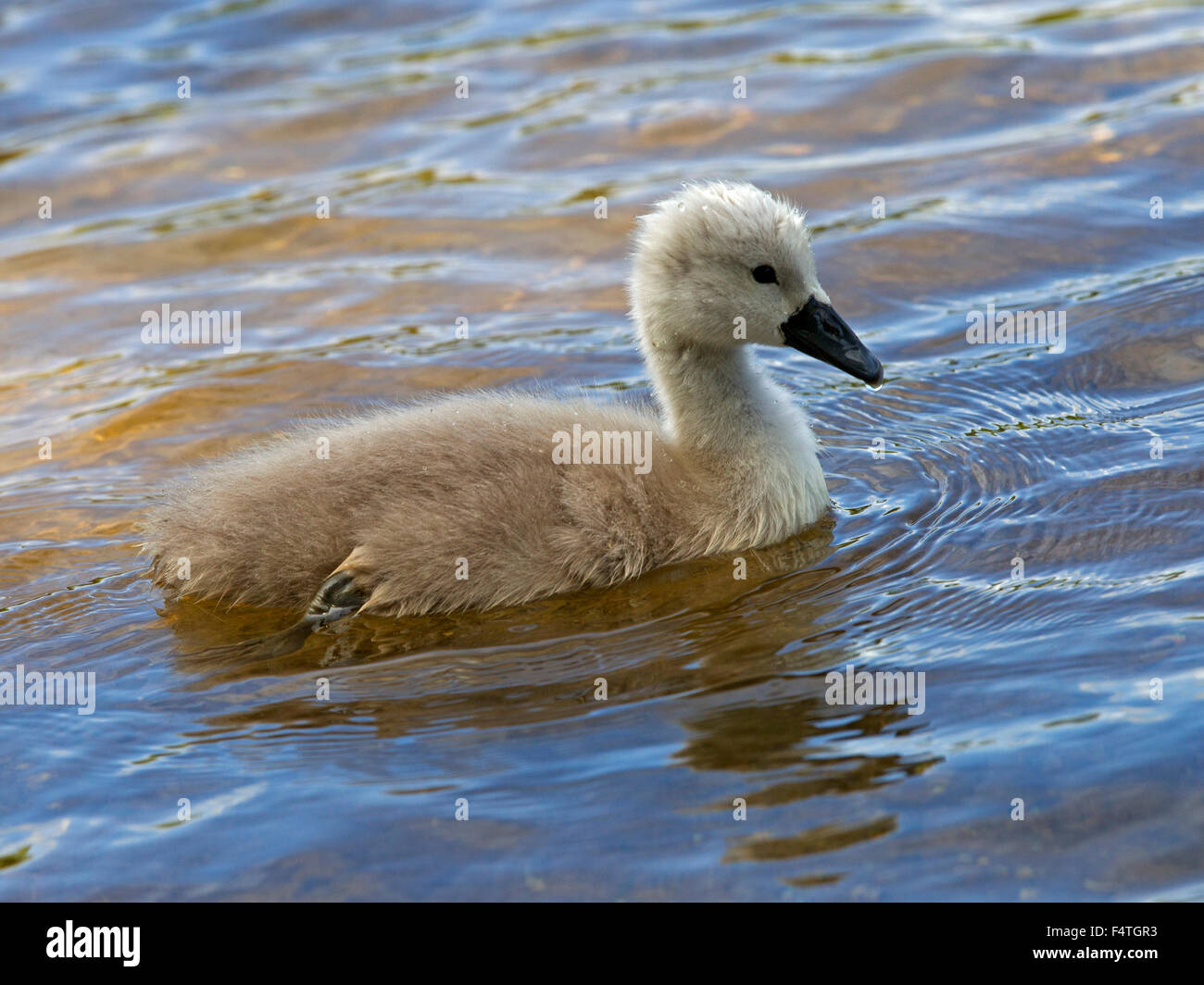 Mute swan cygnet swimming Stock Photo