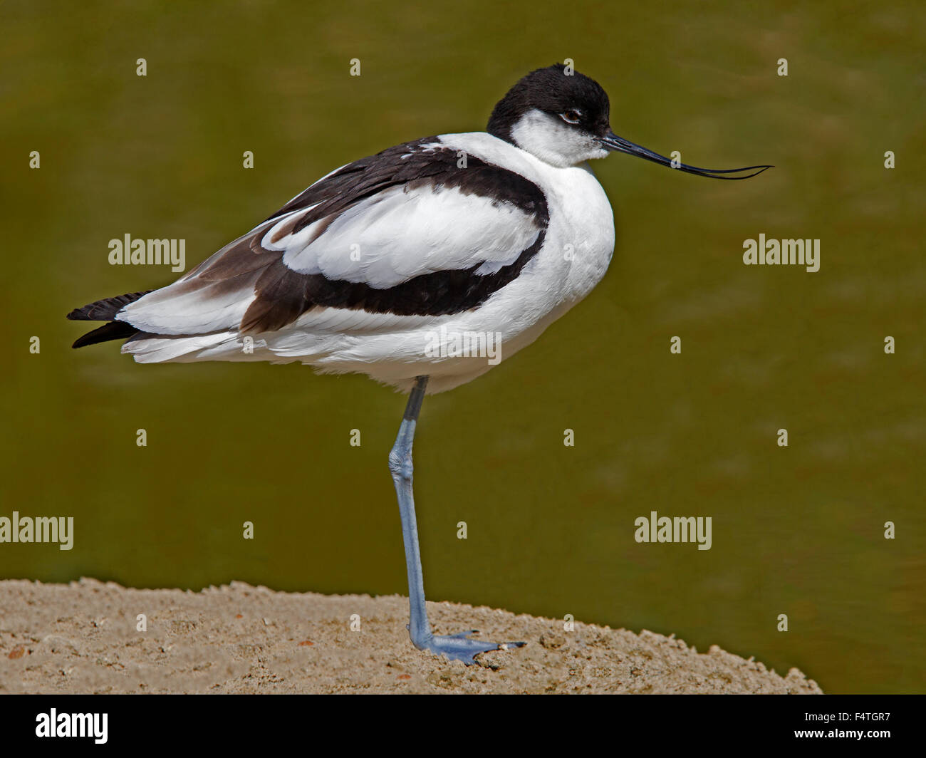 Pied avocet standing by water Stock Photo