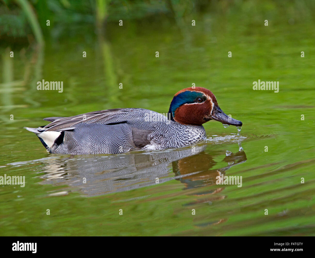 Male teal swimming Stock Photo